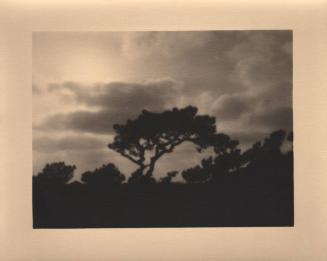 untitled [silhouette, solitary torrey pine, landscape/sky]