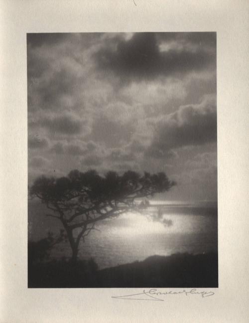 untitled [solitary torrey pine, silhouette, ocean view, sunset]