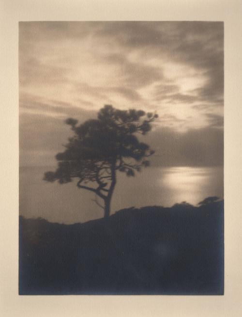 untitled [solitary torrey pine, ocean/sky view, sunset]