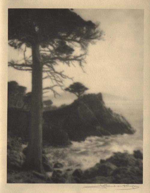 untitled [Monterey - cypress trees, tree trunk/coast/surf]