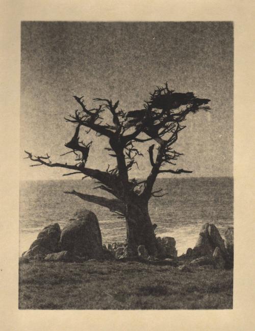 untitled [bare tree, rocky landscape, ocean view]