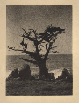 untitled [bare tree, rocky landscape, ocean view]