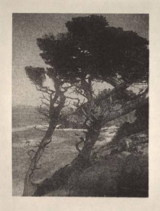 untitled [group of cypress trees, ocean view, landscape/cliff]