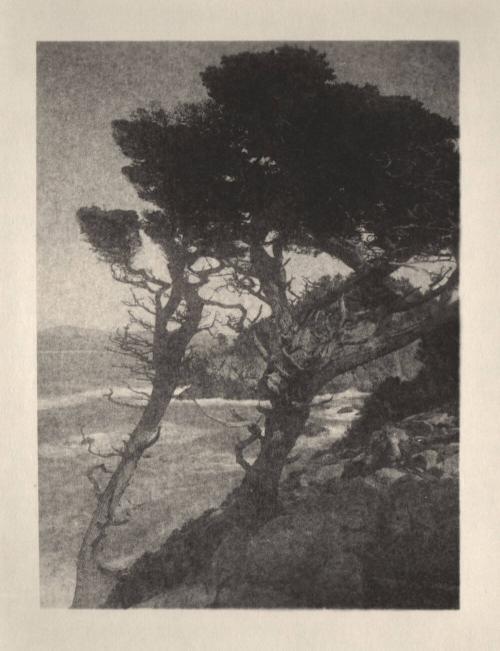 untitled [group of cypress trees, ocean view, landscape/cliff]