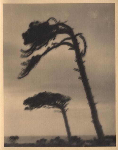 untitled [cypress trees bending in the wind]