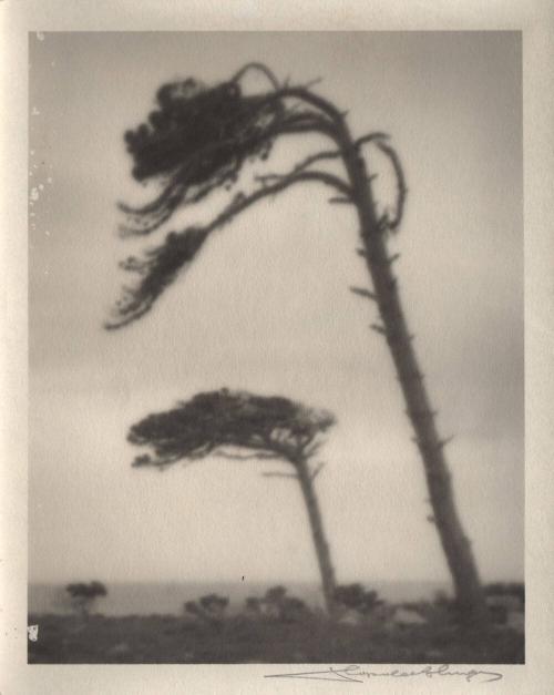 untitled [cypress trees bending in the wind]