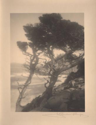 untitled [group of cypress trees, ocean view, landscape/cliff]