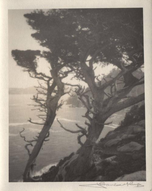 untitled [group of cypress trees, ocean view, landscape/cliff]