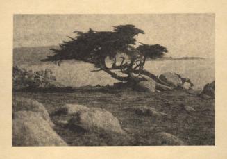 untitled [rocky landscape, solitary cypress tree, leaning]