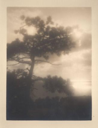 untitled [solitary torrey pine, silhouette, sun through clouds,  evening sky]