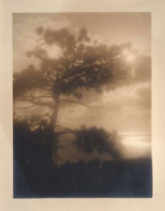 untitled [solitary torrey pine, silhouette, sun through clouds,  evening sky]