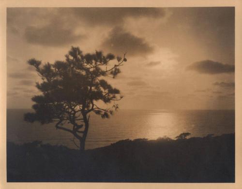 untitled [solitary torrey pine, ocean/sky view, sunset]