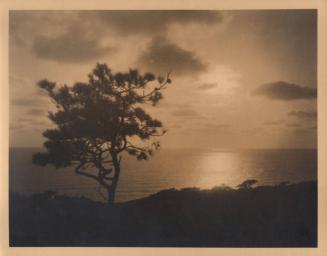 untitled [solitary torrey pine, ocean/sky view, sunset]