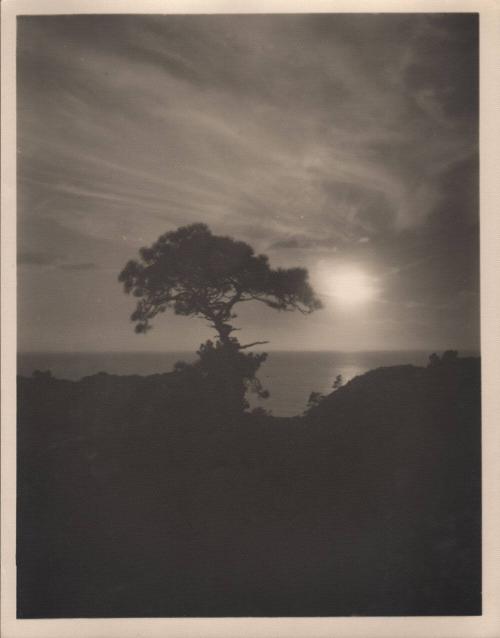 untitled [solitary torrey pine, lanscape/cliff edge, sky/sunset]