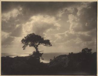 [Solitary torrey pine]