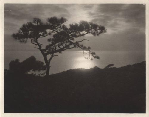 untitled [solitary torrey pine, silhouette, ocean view, sunset]