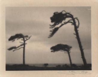 untitled [three cypress trees blowing in the wind]