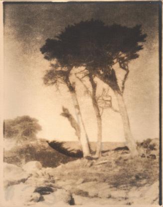 untitled [rocky landscape, small group of cypress trees]