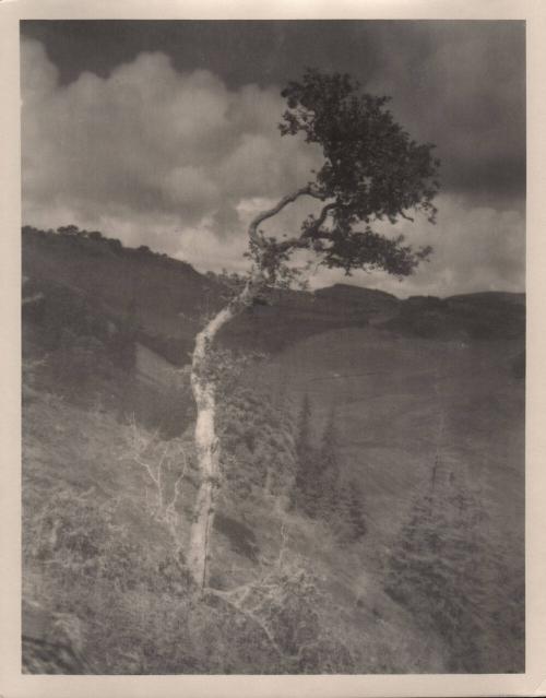 untitled [landscape, solitary eucalyptus tree]