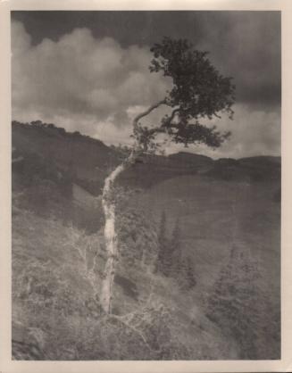 untitled [landscape, solitary eucalyptus tree]