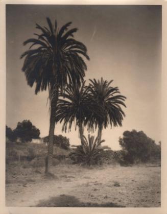 untitled [group of palm trees]
