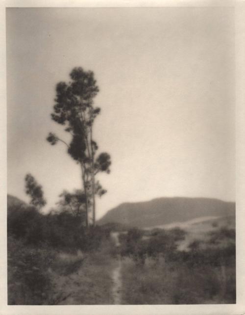 untitled [landscape, group of trees, distant mountain]