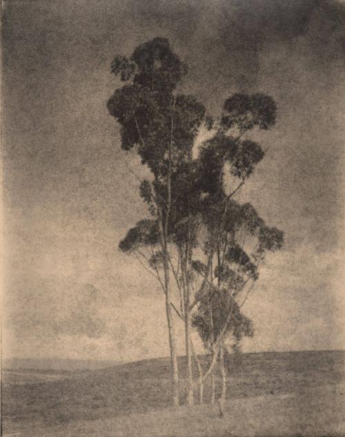 untitled [five trees on hilltop]