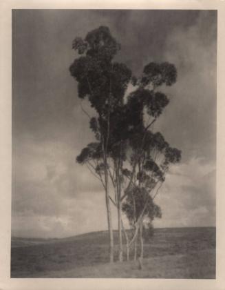 untitled [five trees on hilltop]