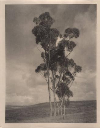 untitled [five trees on hilltop]