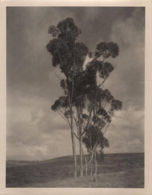 untitled [five trees on hilltop]