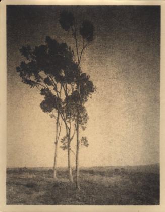 untitled [landscape, three eucalyptus trees]
