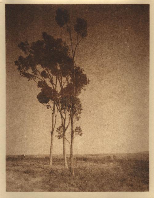 untitled [landscape, three eucalyptus trees]