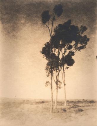 untitled [landscape, three eucalyptus trees]