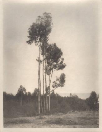 untitled [landscape, six trees]