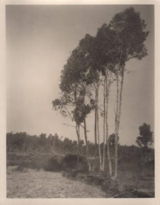 untitled [landscape, cluster of trees]