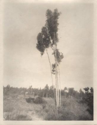 untitled [landscape, small cluster of trees]