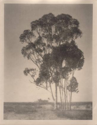 untitled [landscape, one large tree with small cluster of trees]