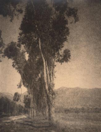 untitled [landscape, group of trees]