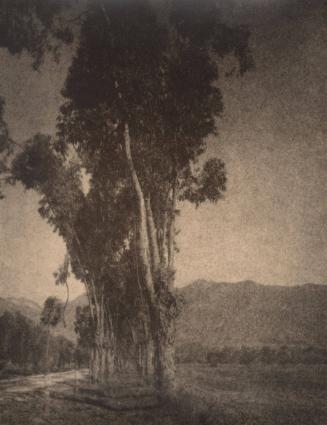 untitled [landscape, group of trees]