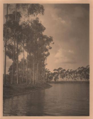 untitled [landscape, rows of trees, silhouetted along water’s edge]