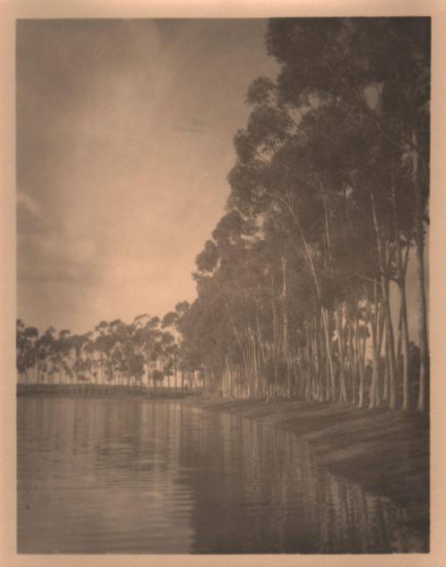 untitled [row of trees, water’s edge]