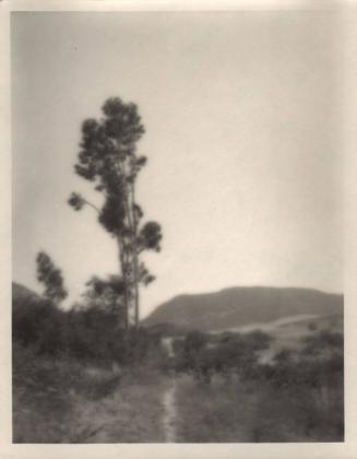 untitled [landscape, group of trees, distant mountain]
