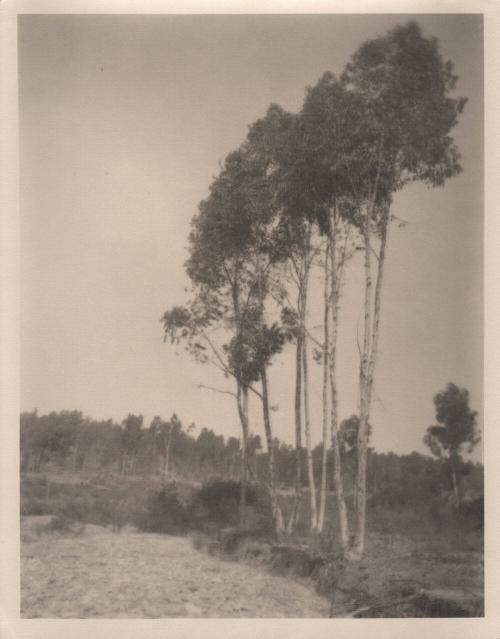 untitled [landscape, cluster of trees]