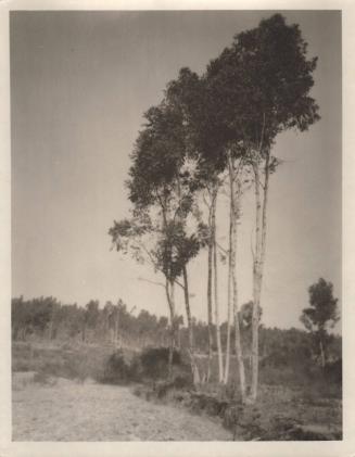 untitled [landscape, cluster of trees]