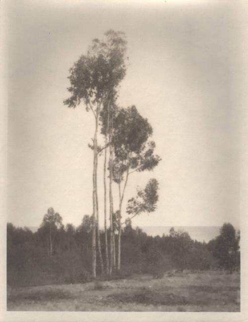 untitled [landscape, six trees]