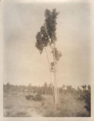 untitled [landscape, small cluster of trees]