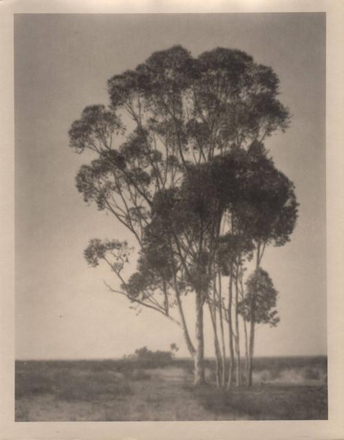 untitled [landscape, one large tree with small cluster of trees]