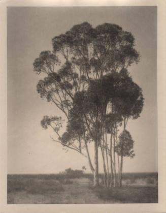 untitled [landscape, one large tree with small cluster of trees]