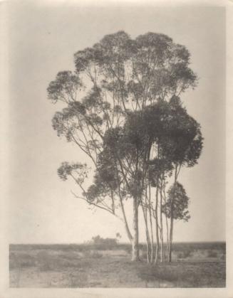 untitled [landscape, one large tree with small cluster of trees]