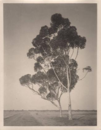 untitled [landscape, two eucalyptus trees]
